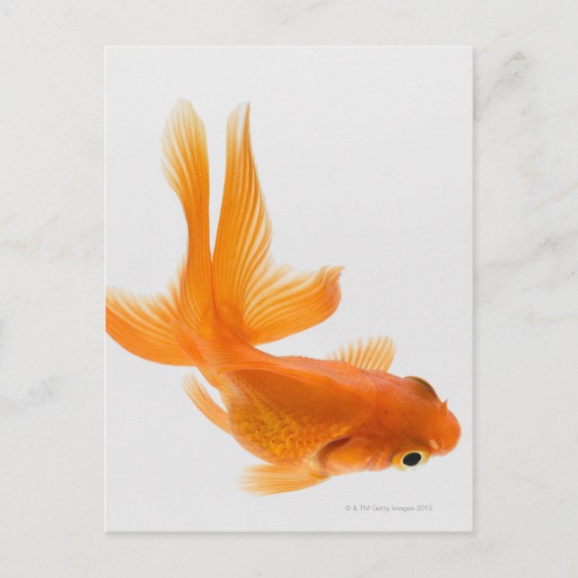 Cartão Postal Peixe-espada (Carassius auratus) 2 (Frente)