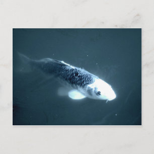 Cartão Postal Peixe "Fantasma"