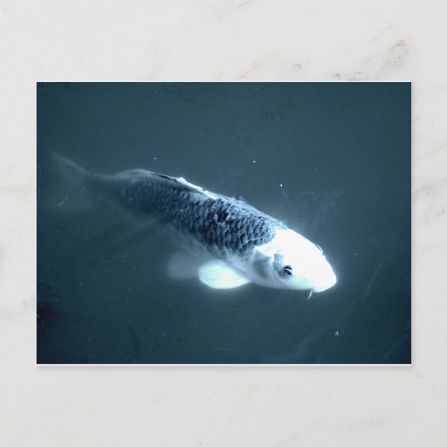Cartão Postal Peixe "Fantasma" (Frente)