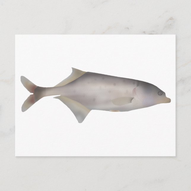 Cartão Postal Peixe-galho (Frente)
