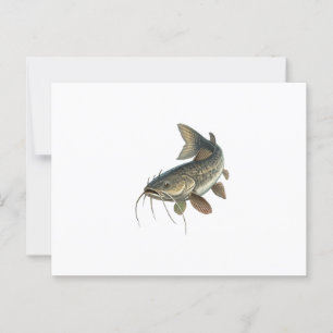 Cartão Postal Peixe-gato