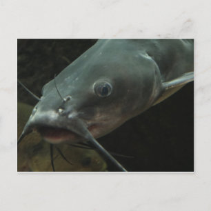 Cartão Postal Peixe-gato
