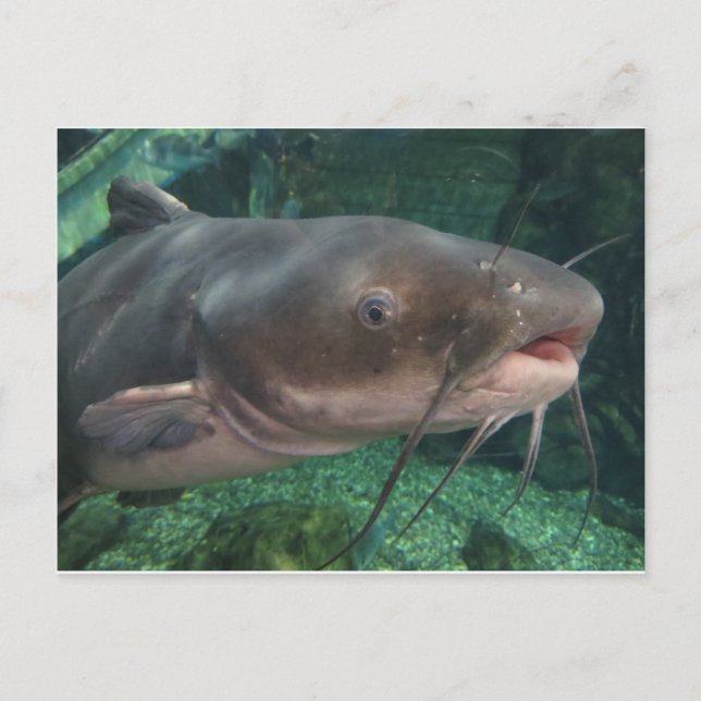 Cartão Postal Peixe-gato (Frente)