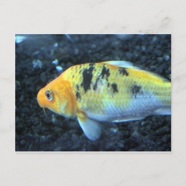 Cartão Postal Peixe-gato picado (Frente)