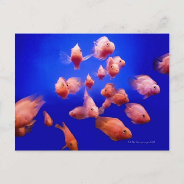 Cartão Postal Peixe-Goldfish 2 (Frente)