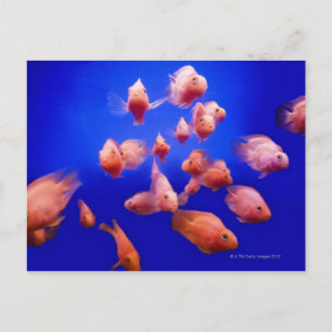 Cartão Postal Peixe-Goldfish 2
