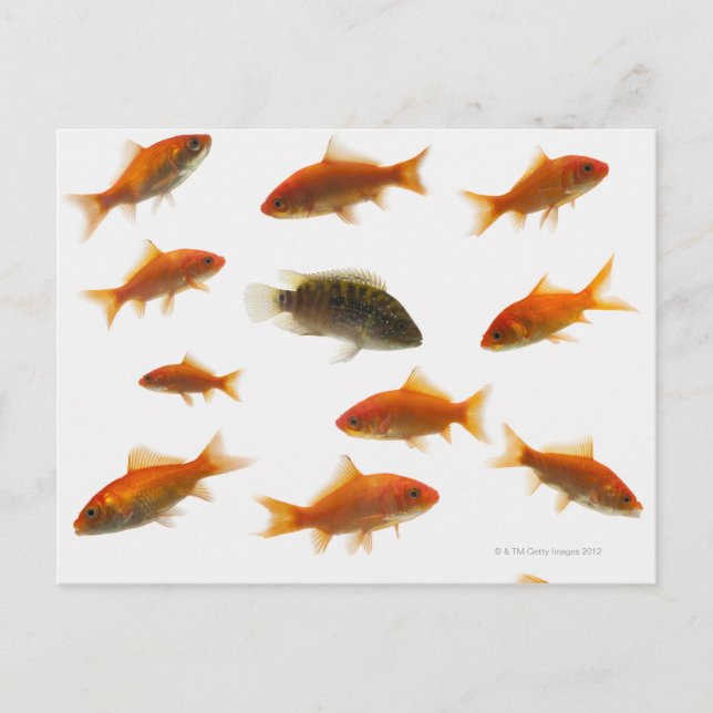 Cartão Postal Peixe-Goldfish 3 (Frente)