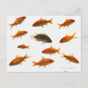 Cartão Postal Peixe-Goldfish 3