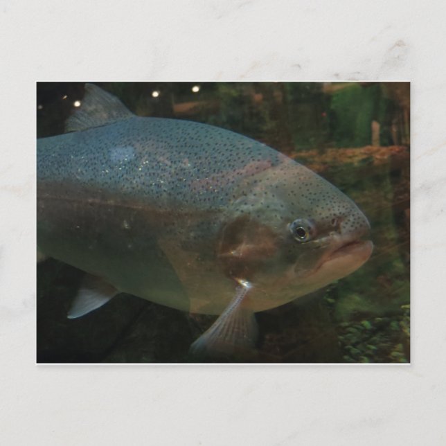 Cartão Postal Peixe Grande (Frente)