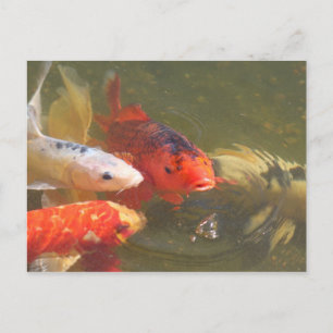 Cartão Postal Peixe koi v.1