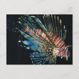 Cartão Postal Peixe-leão
