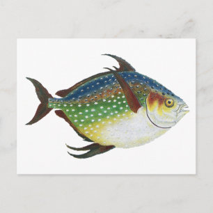 Cartão Postal Peixe Opah Tropical, Animal Aquático Marinho Vinta