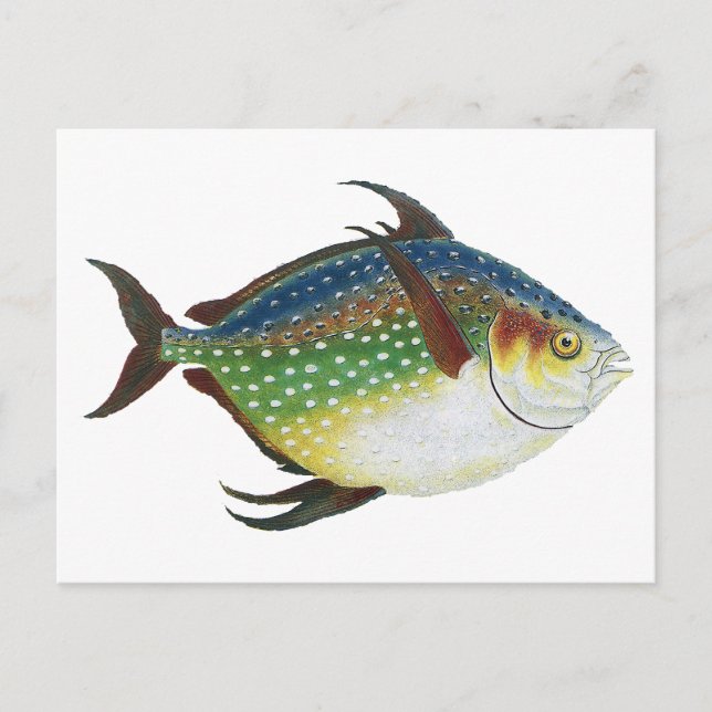 Cartão Postal Peixe Opah Tropical, Animal Aquático Marinho Vinta (Frente)