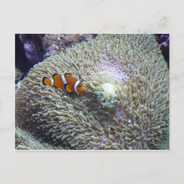 Cartão Postal peixe palhaço 3 (Frente)