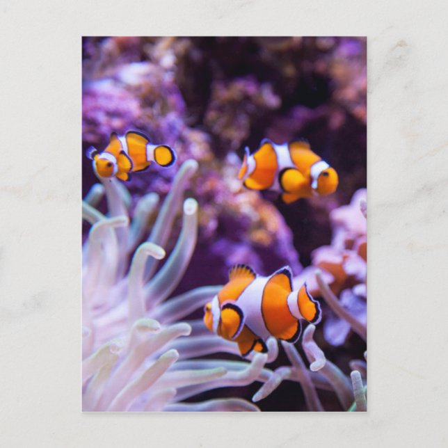 Cartão Postal Peixe-Palhaço Ocellaris | Amphiprion Ocellaris (Frente)