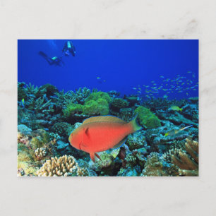 Cartão Postal Peixe-papagaio Scarus