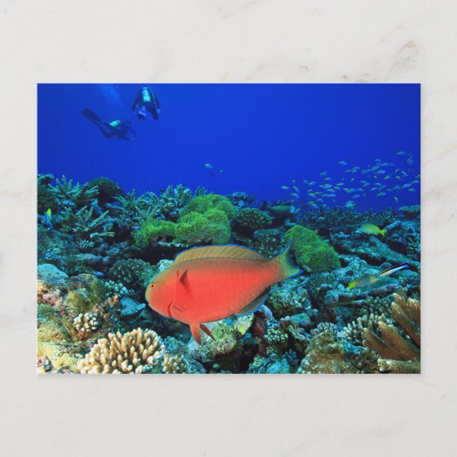 Cartão Postal Peixe-papagaio Scarus (Frente)