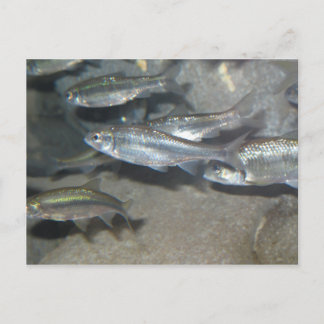 Cartão Postal peixe pequeno