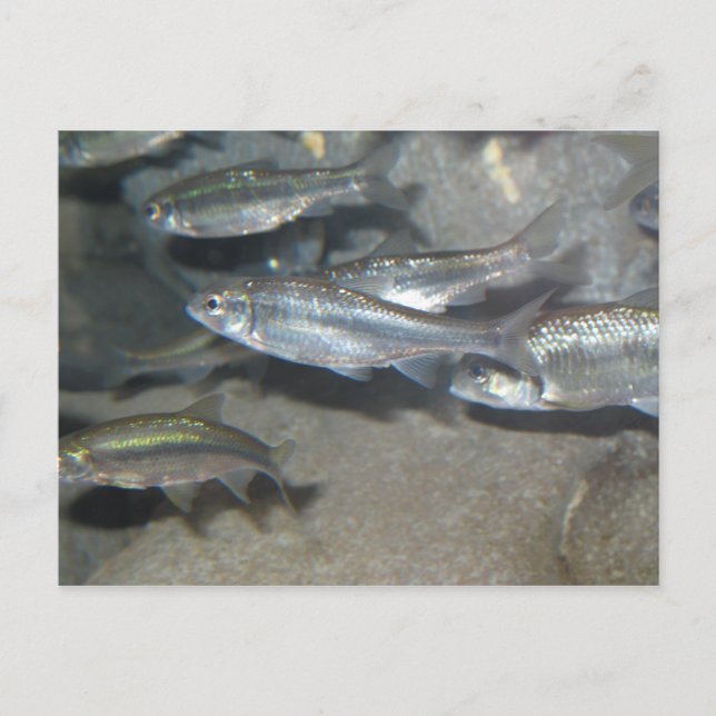 Cartão Postal peixe pequeno (Frente)