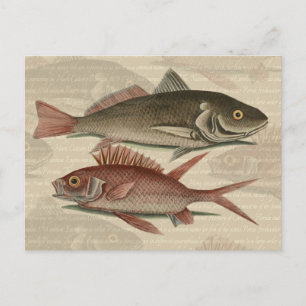 Cartão Postal Peixe Perca Vermelha Arte de Pescador