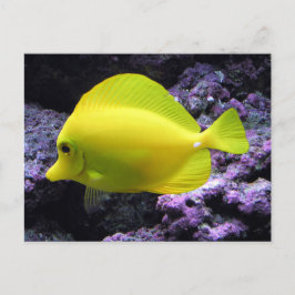 Cartão Postal Peixe-recife de Tang Amarelo