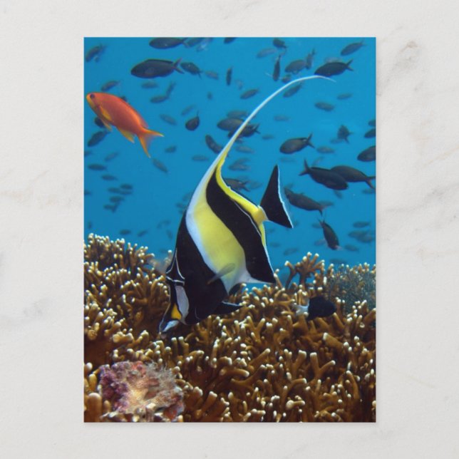 Cartão Postal Peixe tropical (Frente)