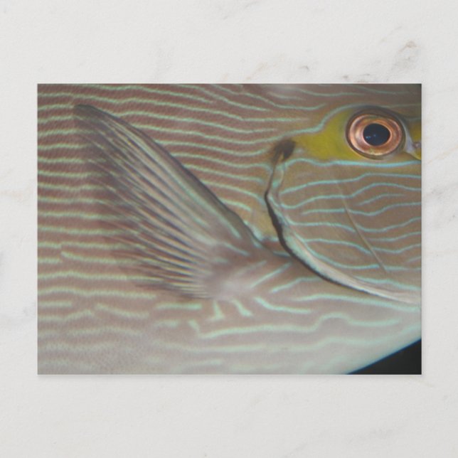 Cartão Postal peixe tropical (Frente)
