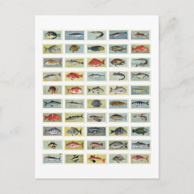 Cartão Postal Peixes Africanos (Frente)