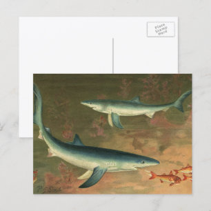 Cartão Postal Peixes Alimentadores De Tubarões Azuis Vintage, V