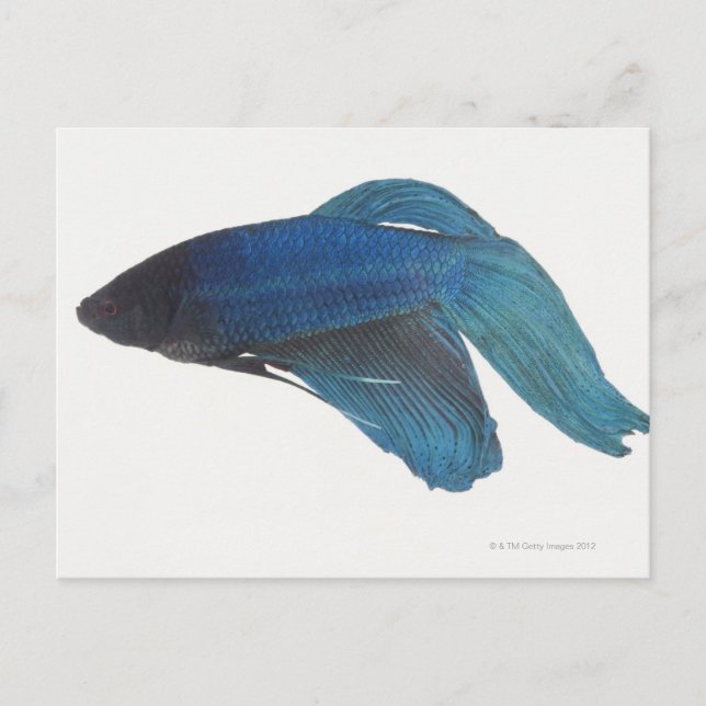 Cartão Postal Peixes Betta ou Peixes de Combate de Azul Masculin (Frente)