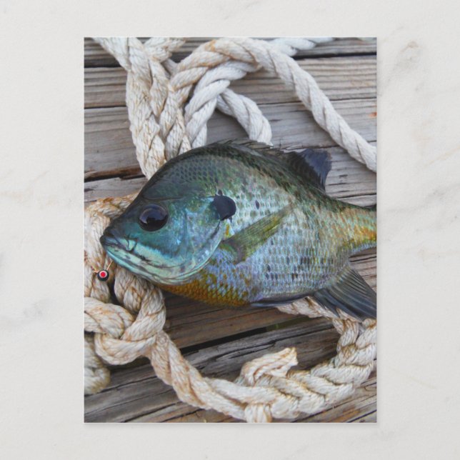 Cartão Postal Peixes-Bluegill nas docas e cordas (Frente)