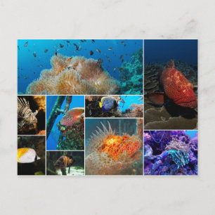 Cartão Postal Peixes, Colagem de Fotos.