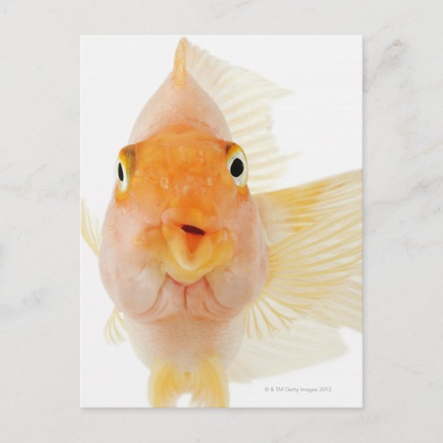 Cartão Postal Peixes de água fresca tropical (Frente)