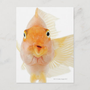 Cartão Postal Peixes de água fresca tropical