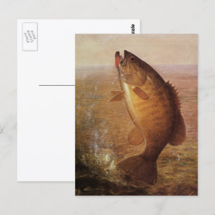 Cartão Postal Peixes De Baixo Marrom, De Largemouth, Pesca Espor