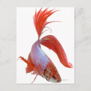 Cartão Postal Peixes de combate siameses (Betta esplendens)