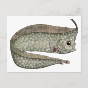 Cartão Postal Peixes De Peixes Oárpticos Detidos Vintage, Vida 