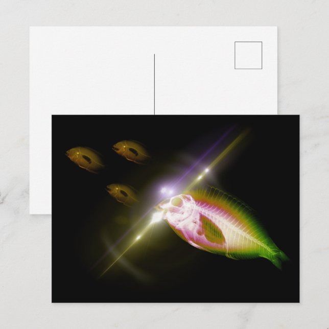 Cartão Postal Peixes de raios X Jantes de caça 4 (Frente/Verso)