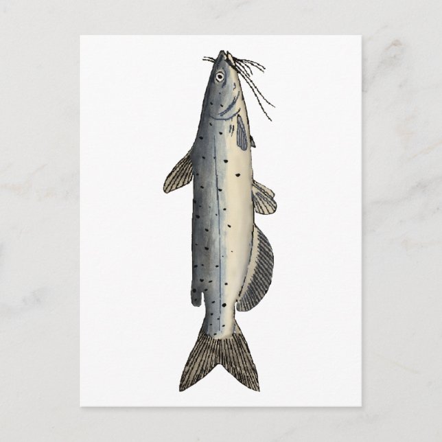 Cartão Postal Peixes do Canal (juvenis) (Frente)