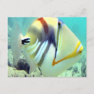 Cartão Postal Peixes do Estado do Havaí - Humuhumunukunukuapua