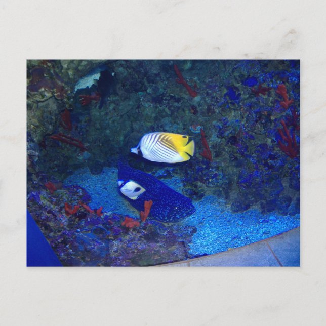 Cartão Postal Peixes do Havaí (Frente)