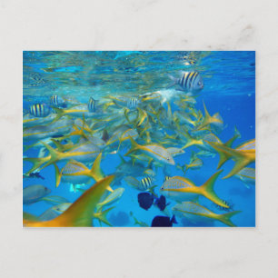 Cartão Postal Peixes do Oceano