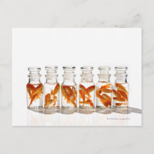 Cartão Postal Peixes dourados