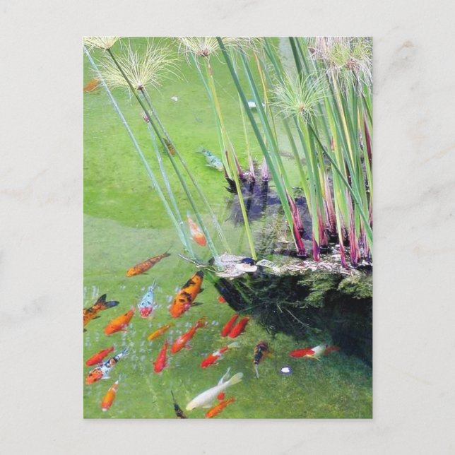 Cartão Postal Peixes dourados (Frente)