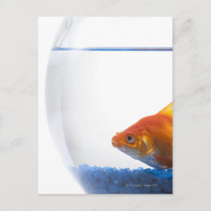 Cartão Postal Peixes dourados em prato branco