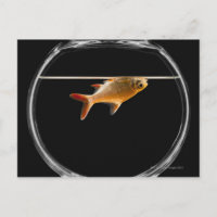 Peixes dourados na bacia 2