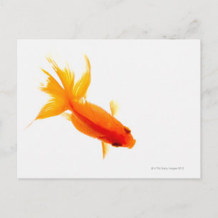 Cartão Postal Peixes dourados, visão geral