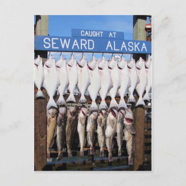 Cartão Postal Peixes em Seward, Alasca (Frente)