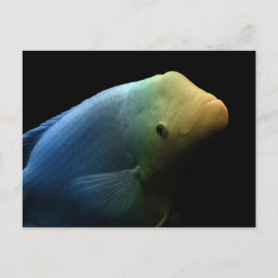 Cartão Postal Peixes em Tanque - Fotografia de Arte