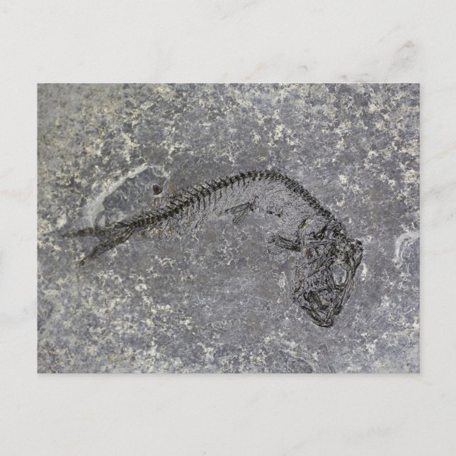 Cartão Postal Peixes Fósseis do Oligoceno da Alemanha Norte (Frente)